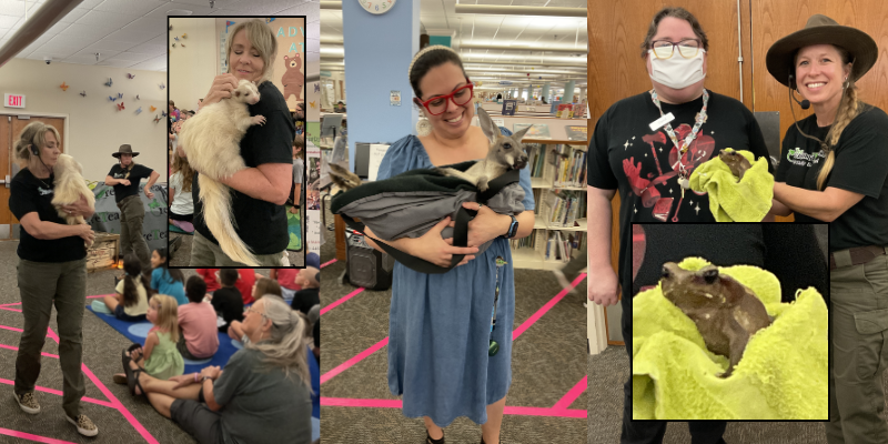 A collage of photos from the Creature Teacher summer showcase program featuring a skunk, a cane toad, and a kangaroo